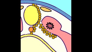 Embryology Somitogenesis Turning Paraxial Mesoderm into Dermatome Myotome and Sclerotome [upl. by Krischer]