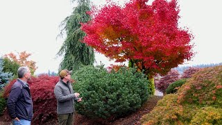 Japanese Maples [upl. by Irrol904]