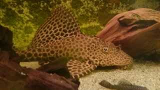 L165 Pterygoplichthys gibbiceps  Xperia Z1 Testvideo 1080p [upl. by Towne]