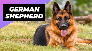 German Shepherd 🐶 What To Expect As A New Owner [upl. by Kafka]