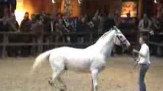 ♂ Eurocommerce Berlin jumping stallion Holst by Cassini I [upl. by Mello]