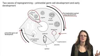 41 Introduction to epigenetic reprogramming of the maternal and paternal genomes  Epigenetic [upl. by Ettennaj]