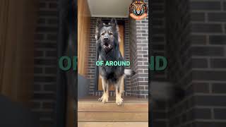 German Shepherd vs Doberman Ultimate Showdown 🐾🔥 [upl. by Ahseenyt]