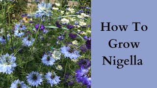 How To grow Nigella  Love In A Mist [upl. by Kelton463]