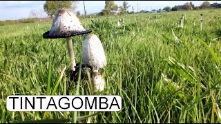 COPRINUS COMATUS  GYAPJAS TINTAGOMBA [upl. by Geneva338]