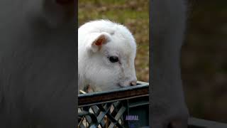 quotAdorable Baby Sheep Sounds Cutest Sheep Video Moments Everquot animalvideos animalssounds sheep [upl. by Charmion]