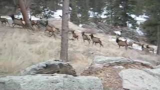 German Shepherds herding elk [upl. by Jet]