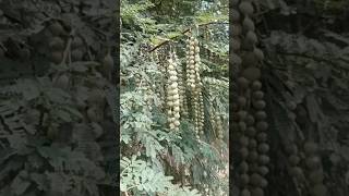 Vachellia Nilotica Vachellia Nilotica Pronunciation Vachellia Nilotica Videos  Babul PlantsBabul [upl. by Spike496]