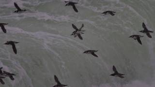 The Flight of the Guillemots Stora Karlsö 1 November 2010 [upl. by Aniaz118]