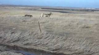 Weimaraner Vs Deer [upl. by Simpson]