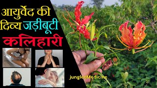 कलिहारी अग्निशिखा पहचान और फायदे │Benefits of Gloriosa Superba [upl. by Nehgem]