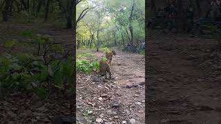 ranthambore national park [upl. by Lebiram]