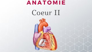 Anatomie du Coeur  Configuration Interne [upl. by Nagel]