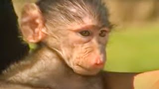 Animal Rescue  Orphaned Wild Animals  BBC Studios [upl. by Seadon]