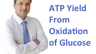 ATP Yield From Glucose Oxidation [upl. by Rubbico]