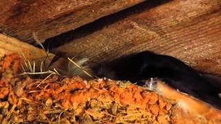 Baby Barn Swallows [upl. by Goodspeed]