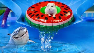 🐹 Hamster Escapes the Pool Maze for Pets 🐹Hamster vs Pop It maze for pets [upl. by Gerstein800]