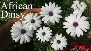 African Daisy Osteospermum Dimorphotheca Flower How to Grow Dimorphotheca amp Osteospermum Flowers [upl. by Yejus]