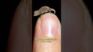 Brookesia nana  Smallest Reptile of the World [upl. by Inoek699]