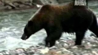 Untamed and Uncut  Grizzly Bear Battle [upl. by Dlorrej]