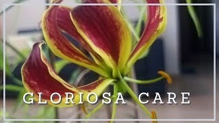 GLORIOSA CARE INDIA HindiUrdu  How To Grow Flame Lilly [upl. by Laise]