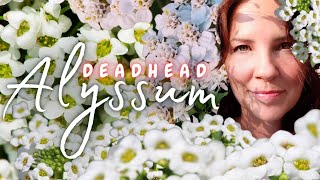 Deadhead Alyssum 💀✂️ [upl. by Marla]