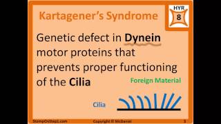 ChediakHigashi Syndrome ICell Disease Kartageners Microtubules Inclusion Cell Disease [upl. by Odrautse]