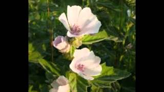 Althaea officinalis o malvi  malvavisco [upl. by Etem]