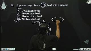 A pentose sugar form a bond with a nitrogen base [upl. by Yldarb]