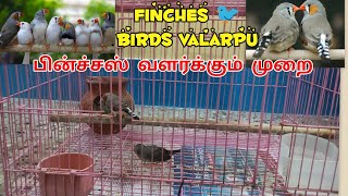 finches bird valarpu tamil  சிட்டுக்குருவி [upl. by Bijan]