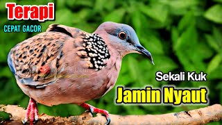 TEKUKUR GACOR suara merdu  PALING COCOK UNTUK PANCINGAN BURUNG TEKUKUR AGAR CEPAT BUNYI  TERAPI [upl. by Dent]