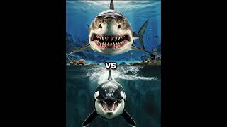 Killer Orca Whale vs Megalodon vs  Dolphin shark blue whale turtle seal octopus [upl. by Amme166]