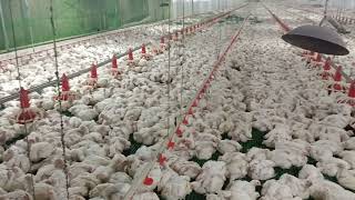 28days chicken broiler [upl. by Avron]