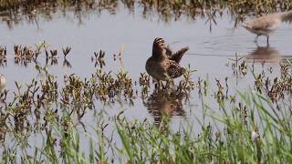 BECASINA acicalándose Wilsons Snipe Gallinago delicata Especie MIGRATORIA [upl. by Akienaj]