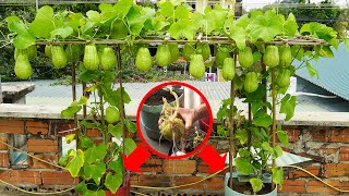 Growing Chayote In Plastic ContainersThis Way Is Quick To Harvest And Produces A Lot Of Fruit [upl. by Enilaf]