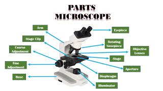 BIOLOGY 10  Basic Microscope Setup and Use [upl. by Costanza]