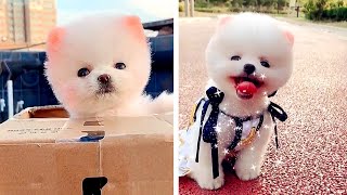 Funny and Cute Pomeranian 101Min Cute Pets [upl. by Arnie]