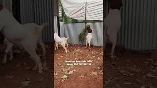 Gurukrupa Boer Goat Farm goats goatfarmbusiness goatfarm goatbusiness goathusbandry boergoat [upl. by Krock]