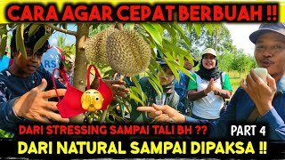 CARA MEMAKSA TANAMAN BERBUAH LEBAT ‼️ PELATIHAN BUDIDAYA DURIAN  PART 4 [upl. by Zachery394]