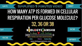 ATP In Cellular Respiration per Glucose 32 36 or 38 Explained [upl. by Apoor]