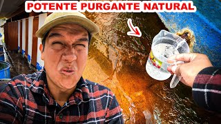 Probé el famoso LAXANTE NATURAL que LIMPIA PURGA Y REJUVENECE  Jordy Aventurero [upl. by Atoked106]