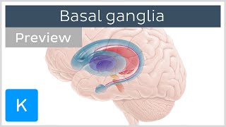 Basal ganglia Pathways and functions preview  Human Neuroanatomy  Kenhub [upl. by Morita319]