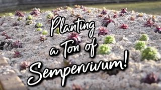 Planting 200 SEMPERVIVUM Huge hens and chicks garden bed [upl. by Ellynad]