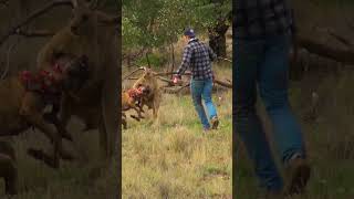 Man Rescues Dog From Fierce Kangaroo [upl. by Erminie]