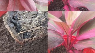 Dracaena plant ko report kb or kasy kry best soil for dracaena plant beautiful and colourful plant [upl. by Merriam]