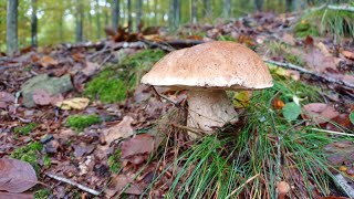 PORCINI EDULIS DI OTTOBRE DOPO LA BUFERA  Video in 4K [upl. by Blodgett]