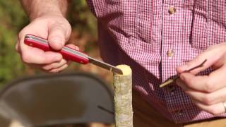 Grafting Trees  How to Graft a Tree [upl. by Cahra]