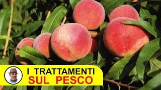 TRATTAMENTI SUL PESCO con fungicidi e insetticidi [upl. by Arocat]