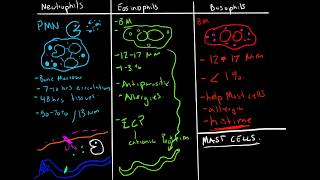 Immunology  Granulocytes Function Neutrophils Basophils Eosinophils [upl. by Emlyn947]