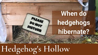 When do hedgehogs hibernate  Hedgehogs Hollow [upl. by Sadoc]